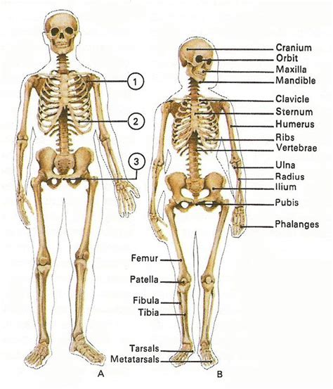 Find stockbilleder af female rib cage anatomy bones i hd og millionvis af andre royaltyfri stockbilleder, illustrationer og vektorer i shutterstocks samling. differences between male and female skeleton | Female ...