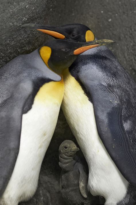 A black and white bird that cannot fly but uses its small wings to help it swim 2. White Wolf : Denmark's Gay Penguins Become Fathers (Photos)