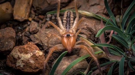 Enter the Mysterious World of Camel Spiders | RoundGlass ...
