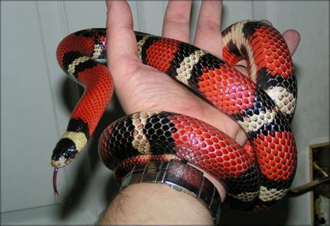 Snakes are elongated, legless, carnivorous reptiles. Meet Half Pint the milk snake | Jonathan's Jungle Roadshow