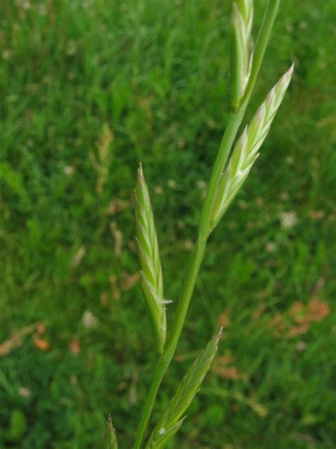 Bis zur ersten septemberdekade saatstärke: Vielblütiges Weidelgras Lolium multiflorum Beschreibung ...