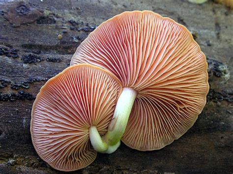 Rare Pink ~SauriaMami/Carla Wick The undersides of Netted Rhodotus ...