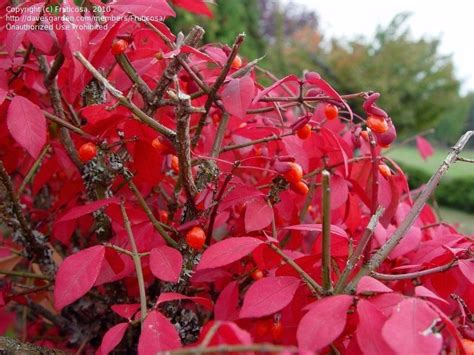 Burning bush, winged spindle tree, winged euonymus, winged burning bush. PlantFiles Pictures: Burning Bush, Cork Bush, Winged ...