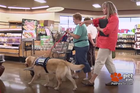 Using a fake service dog are not only a big, ableist slap in the face to those with real disabilities, but they actively make things more difficult for people with disabilities. Pets Becoming Fake Service Dogs Is Turning Into a Serious ...