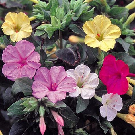 Maybe you would like to learn more about one of these? Heirloom Flower Seeds | Clock flower, Flower seeds ...