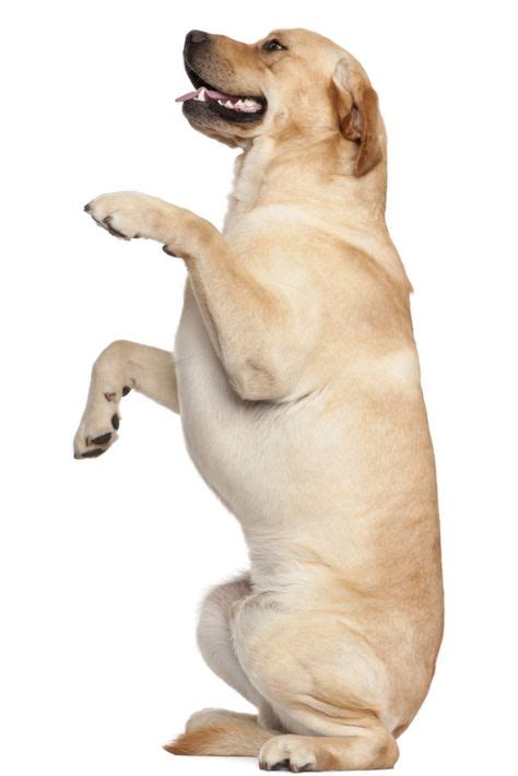 He has so much potential and if only i know how to improve/strengthen his hind legs, i'm sure he can do better than his siblings. Labrador retriever standing on hind legs, 2 years old, in ...