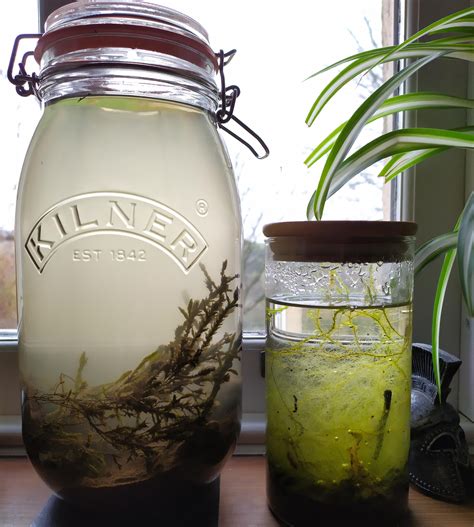 What should my 7 month old be doing. My new, much larger Ecosphere made today beside my 7 month ...