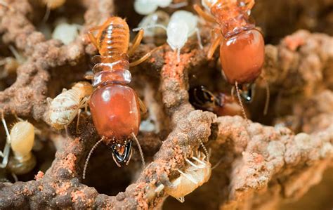 If you need termite pest control in nj, then b & d pest solutions llc is your best bet. Heritage Pest Control | Learn More About Termites In New ...