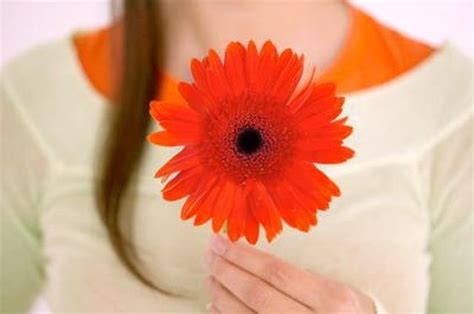 Every day you lose water. Learn Do Gerber Daisies Come Back Every Year? | How to ...