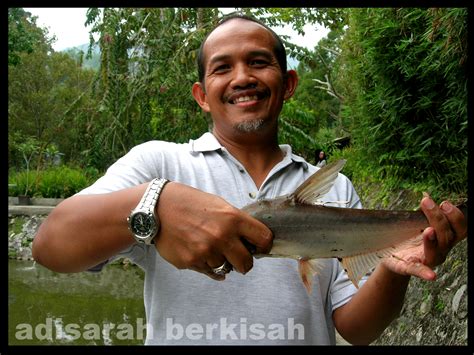 Kami membekalkan benih ikan lampam & ikan air tawar bagi seluruh penternak di semenjung malaysia: adisarah berkisah: Batu 18 Hulu Langat: Menduga kehebatan ...