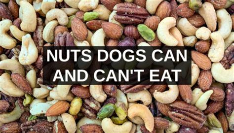 The answer is no, it's not safe for cats to eat raw salmon. Nuts Dogs Can Eat and Nuts Harmful to Dogs - Spoiled Hounds