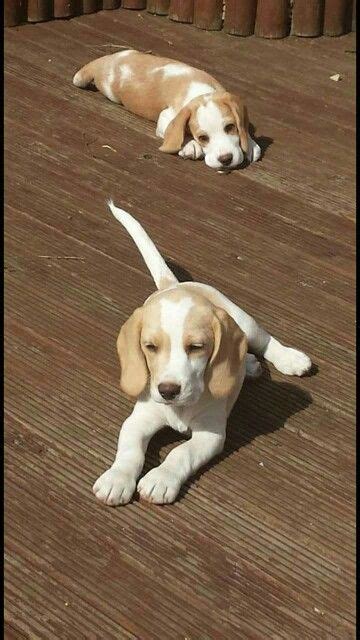 Cute puppies dogs and puppies beagle pictures lemon beagle life is ruff animal antics beagle dog hound dog dog. Lemon colored Beagles | Beagle puppy, Baby beagle, Beagle dog