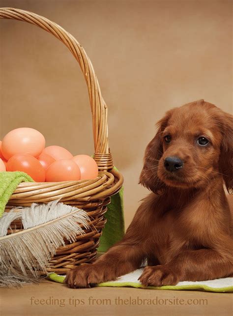 Thanks to veterinary science, we know that there are plenty of while your dog can safely eat many human foods, giving him a diet that consists entirely. Can Dogs Eat Eggs? A Complete Guide to Safely Feeding Egg ...