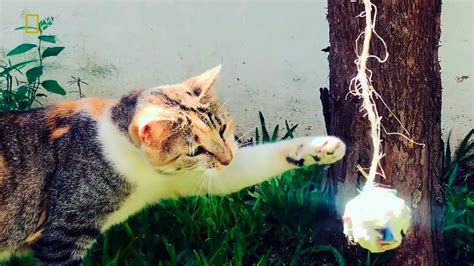 We did not find results for: ¿Los gatos también juegan a la pelota? #NatGeoMascotas ...