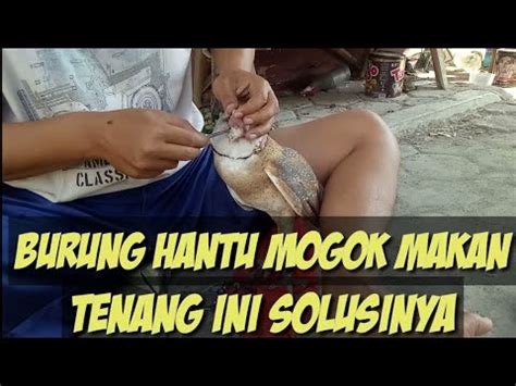 Namanya burung rangkong atau burung enggang. CARA MENGATASI BURUNG HANTU YANG MOGOK MAKAN.... - YouTube