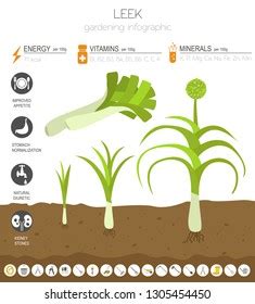 It is important that soil moisture needs to be kept at optimum level throughout all growth stages of the leek plants. 식물 이미지, 스톡 사진 및 벡터 | Shutterstock