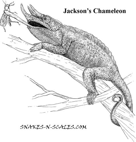 A curious chameleon to color! Jackson's Chameleon coloring, Download Jackson's Chameleon ...