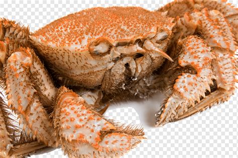 kepiting bulu