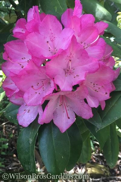 Brandi southgate rhododendron, live evergreen shrub, pink ruffled blooms. Buy Radiance Southgate Rhododendron - FREE SHIPPING - 2 ...