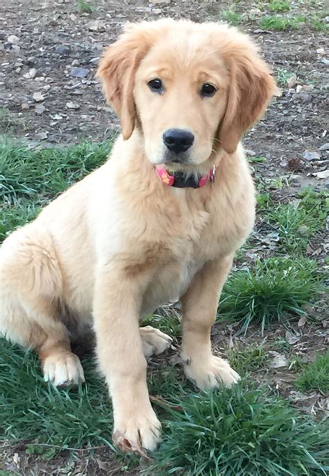 Although the golden retriever is playful, outgoing and social, this puppy also has a calm demeanor and a great willingness to learn. Golden Retriever Puppies Washington State Rescue - Pets Ideas