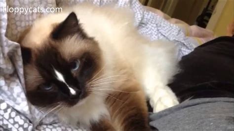 We did not find results for: Ragdoll Cat Charlie Kneading Video Making Biscuits on ...