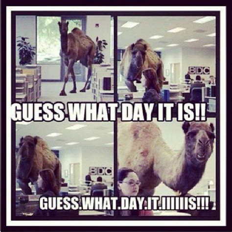 I am caleb the camel, from the geico hump day camel commercial. Pin on Humpday!