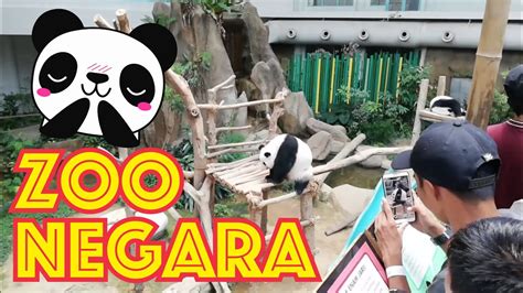 Открыть страницу «zoo negara malaysia» на facebook. Zoo Negara | Malaysia - YouTube