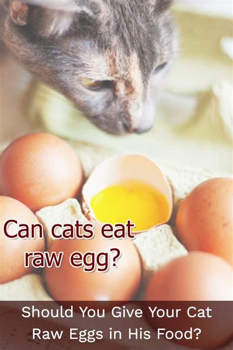 Transition any cat from to a species appropriate raw meat diet! Should You Give Your Cat Raw Eggs in His Food? | Eggs