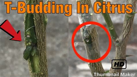 The results in table 1 indicate that the scions coated. Grafting Citrus Trees - Grafting Fruits Trees by T-budding ...