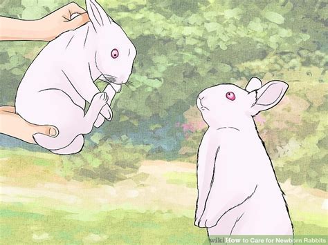 While we probably wouldn't recommend that you just dive right in and look after a newborn bunny babies without owning a different rabbit in the past, we are sure that the information on this page will help you out. How to Care for Newborn Rabbits: 11 Steps (with Pictures)