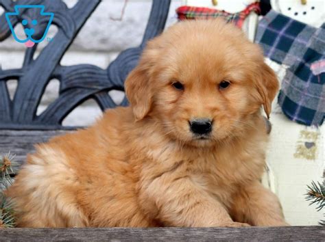 Puppies indiana, golden retriever puppies az, types of golden retrievers, puppy find.com, golden retrievers near me, golden retreiver puppies, golden golden r, foxy nails erie pa, haley farmville va, puppies golden retrievers for sale, victorian princess erie pa, how much are golden retriever. The 5 Best Family Dog Breeds | Find the Fit for Your Family