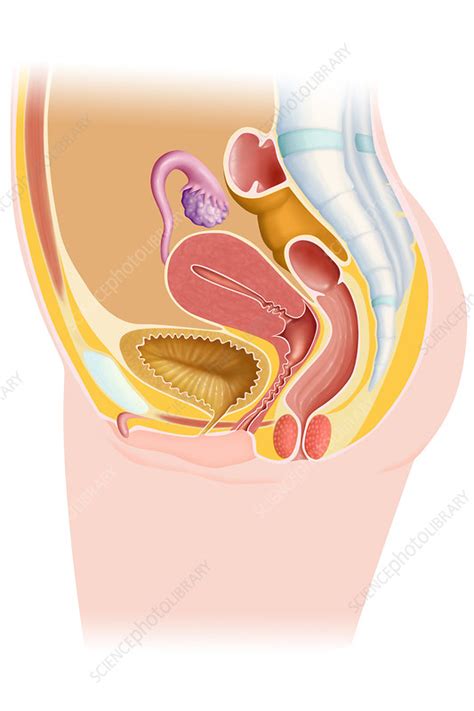 There are two kinds of fracture: 'female genitalia, drawing' - Stock Image - C002/7393 - Science Photo Library