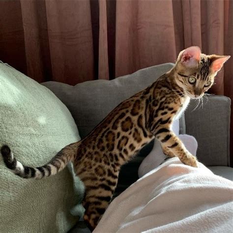 Honey was sick and malnourished when she was first rescued from the streets, but after some good food and medication and treating her indoor, she has. Obedient Bengal kittens for sale FOR SALE ADOPTION from ...