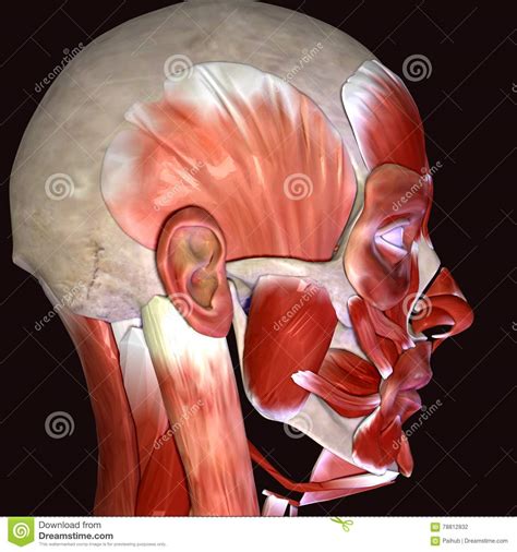 Smooth or visceral muscles, which form part of the walls of most vessels and hollow organs, move substances through viscera such as the intestine, and control movement. Striated Shoulder/Neck Muscles In Humans / 11 4 Identify ...