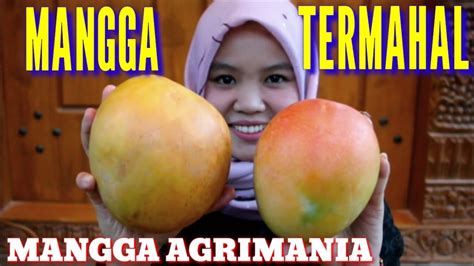 Pod kit termahal gw !!! MANGGA AGRIMANIA Buah Mangga Termahal Di Indonesia - YouTube