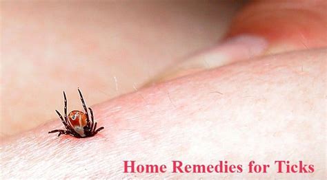 4 natural remedies to get rid of armadillos from the yard wipe away their food source. Worried About Ticks on Your Pets? 15 Natural Remedies to ...