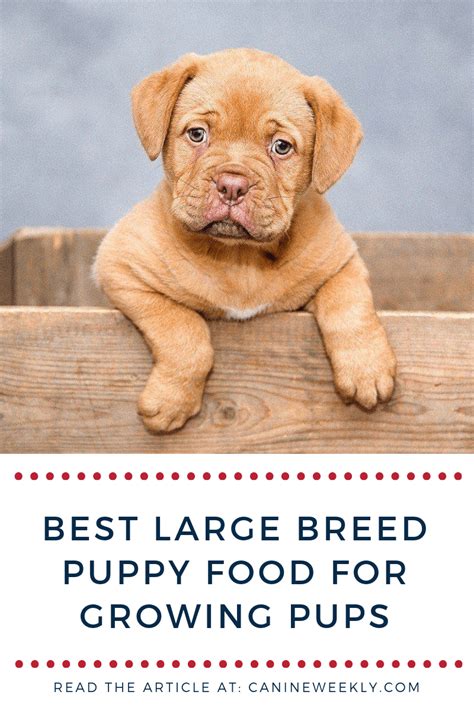 The single life's abundance wet cat food product reviewed scored 8.0 / 10 paws, making life's abundance a significantly above average wet cat food brand when compared against all other wet food. 10 Best Large Breed Puppy Food Picks of 2020 | Canine ...