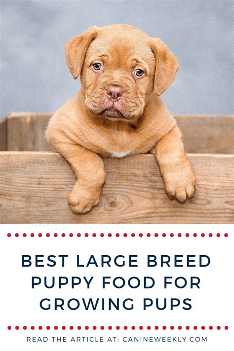 This line offers a holistic approach geared toward each stage of life. 10 Best Large Breed Puppy Food Picks of 2020 | Canine ...