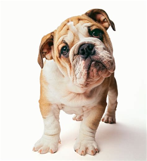 To advance this breed to a state of similarity throughout the world; English Bulldog - My Dog Breeders - Part 67