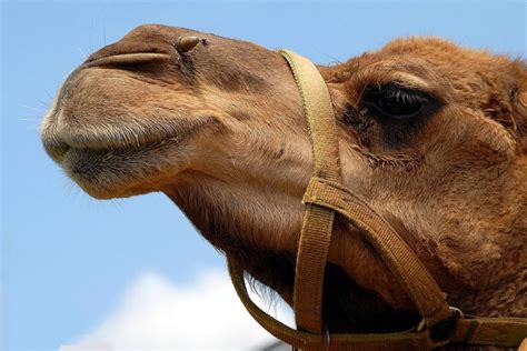 It may also break the reins or pull the peg out of the camel's nose. The Funniest Story In The Bible — Steemit
