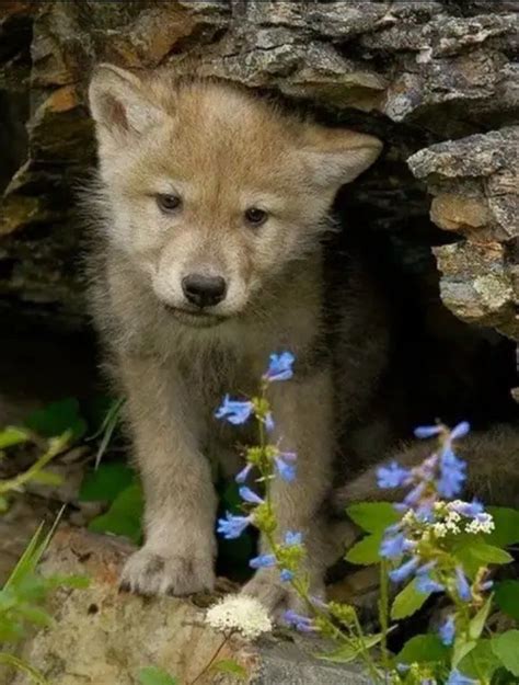 Tiere hund süße tiere hundewelpen coole hunde niedliche hunde supersüßer welpe lustige tierbilder lustige hunde. ᛁᚱᛁᚾᚨ🇷🇺 on | Tiere, Wolf hunde, Süße tiere