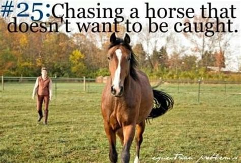 Trending images and videos related to olympics! Pin by Lou Purchase on Equestrian Problems | Horses, Horse ...