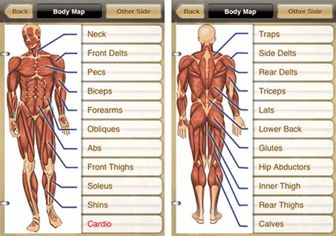 Body muscles names muscle names human muscular system yoga anatomy foot reflexology these names are derived from latin. GymGoal Workout Routines