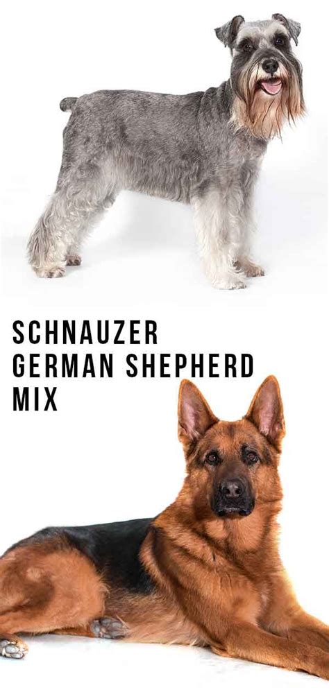 That would be mama (who was just recently a mama in a first nations community in quebec). Schnauzer German Shepherd Mix - Is This Loyal Puppy A ...