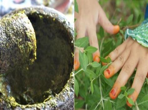 Pengobatan dengan menggunakan daun inai dapat membantu meredakan rasa sakit yang di akibatkan oleh peradangan bisul tersebut. Gambar Daun Inai - Gambar Bagian Tumbuhan