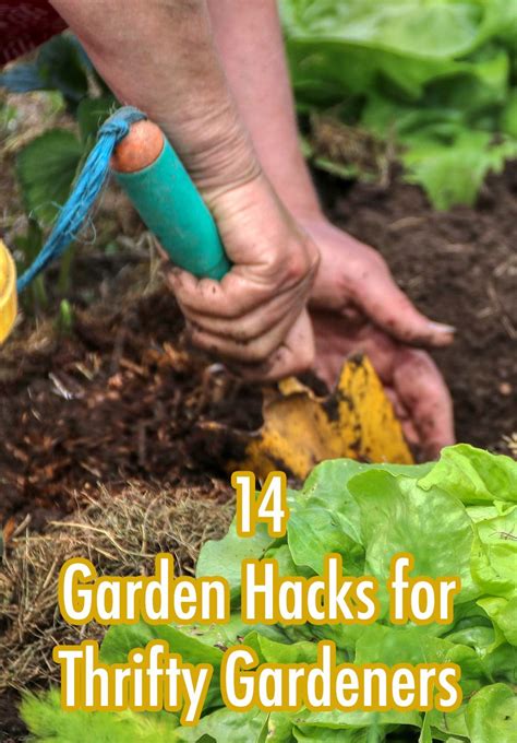 Turns out you can do things with soap, eggshells and coffee filters than you ever thought posisble. 14 Garden Hacks for Thrifty Gardeners | Gardening tips ...