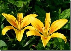 Full sun means 6 hours of direct sun per day; Do Daylilies Need Full Sun or Partial Shade? - Vietnam ...