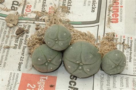 Has thick layers of white 'fur' on top originating from growth centers. LOPHOPHORA: New plants for the coldhouse - information on ...