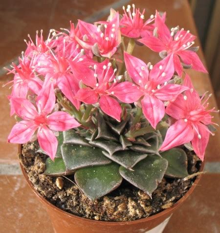 Sono erbe bulbose con fiori a grappolo o in corimbo, bianchi o gialli; Pianta Grassa Con Fiori Gialli A Grappolo - Piante da vaso ...
