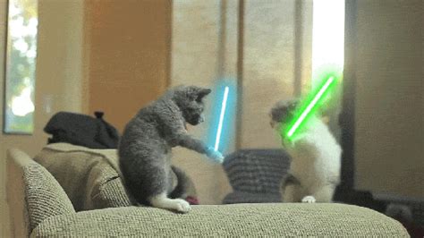 How do cats play fight? 6 Things We Want To See in "Star Wars: The Force Awakens ...